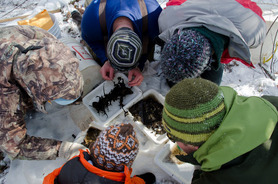 Winter Stonefly Search Winter Stonefly Search